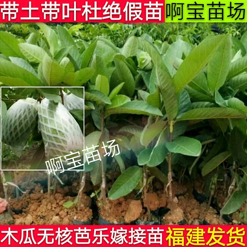 【1棵起批】台湾品种木瓜无核芭乐嫁接苗芭乐苗无籽