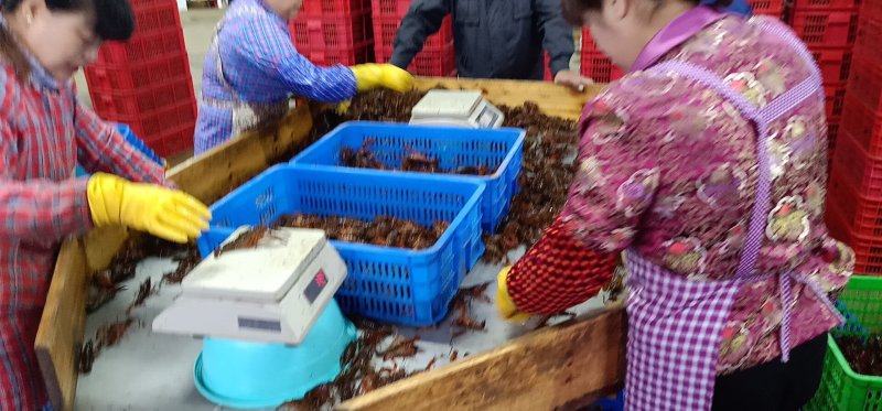 龙虾
