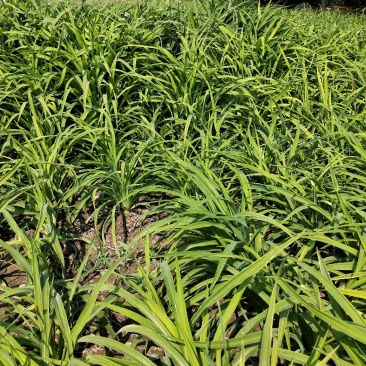 金娃娃萱草：草花地被，绿化苗木