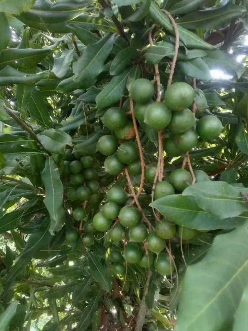 【精选】澳洲坚果嫁接苗，成活率高，基地现挖，保证纯正