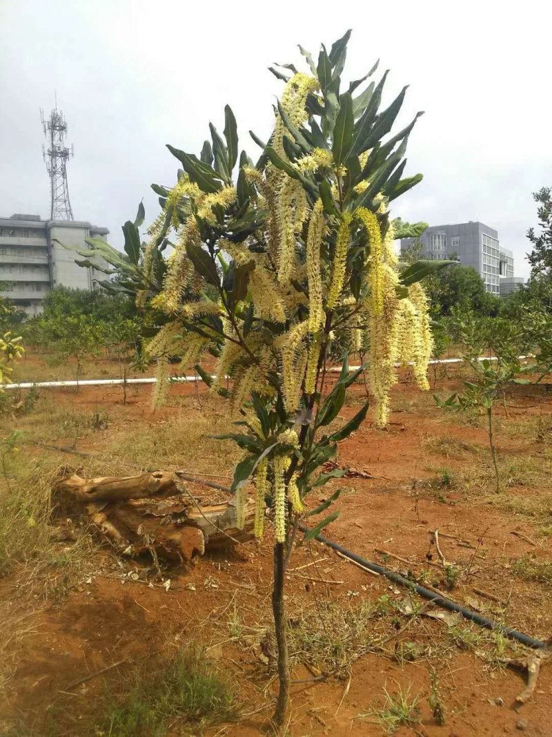 【精选】澳洲坚果嫁接苗，成活率高，基地现挖，保证纯正