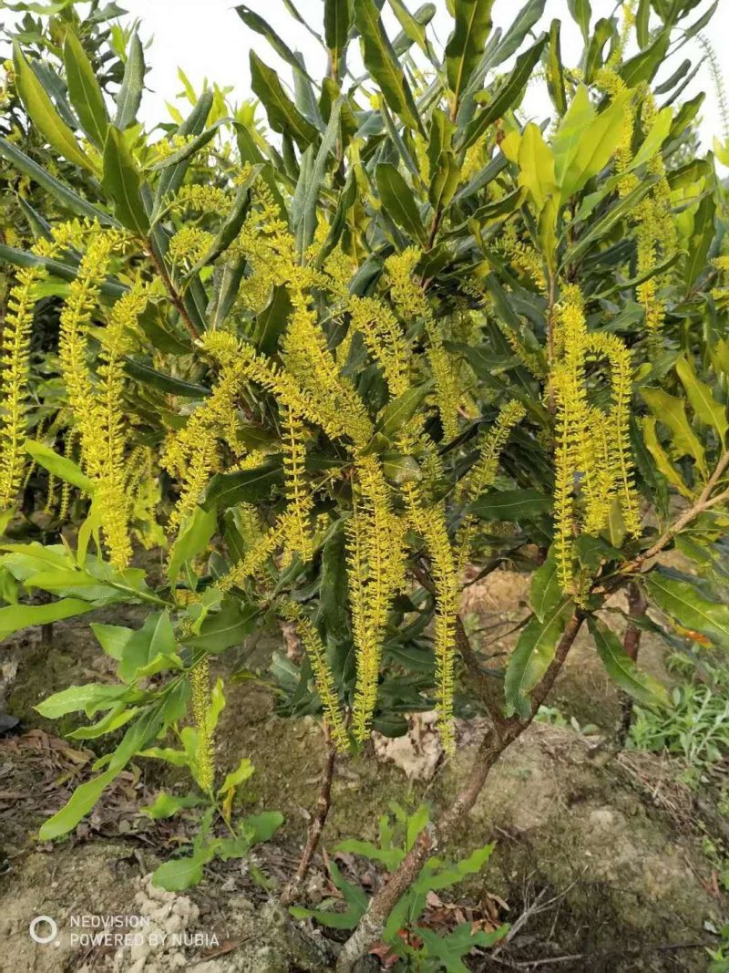 【精选】澳洲坚果嫁接苗，成活率高，基地现挖，保证纯正