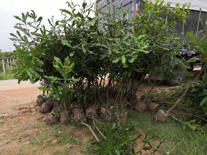 【精选】澳洲坚果嫁接苗，成活率高，基地现挖，保证纯正
