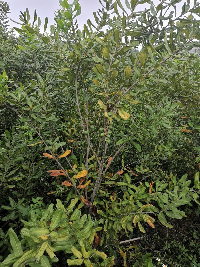 【精选】澳洲坚果嫁接苗，成活率高，基地现挖，保证纯正