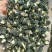 黑枸杞一罐500g甘肃玉门花海黑枸杞甘肃价格便宜批发