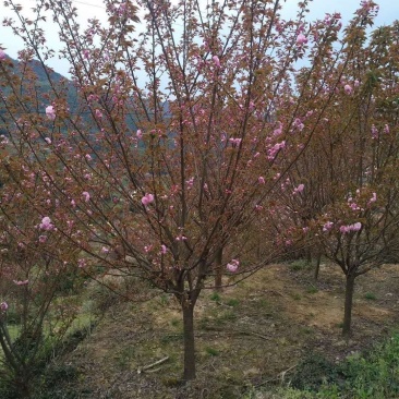 樱花8公分冠幅圆整树形好