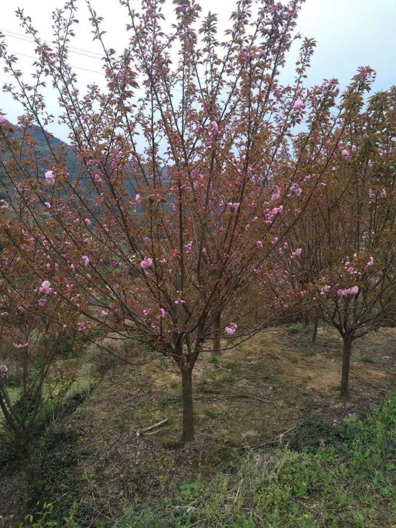 樱花8公分冠幅圆整树形好