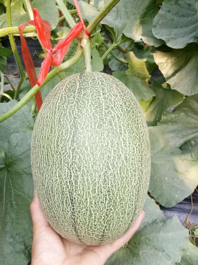 西州蜜25，小蜜25，口感好，糖度高，大量供应各种甜瓜