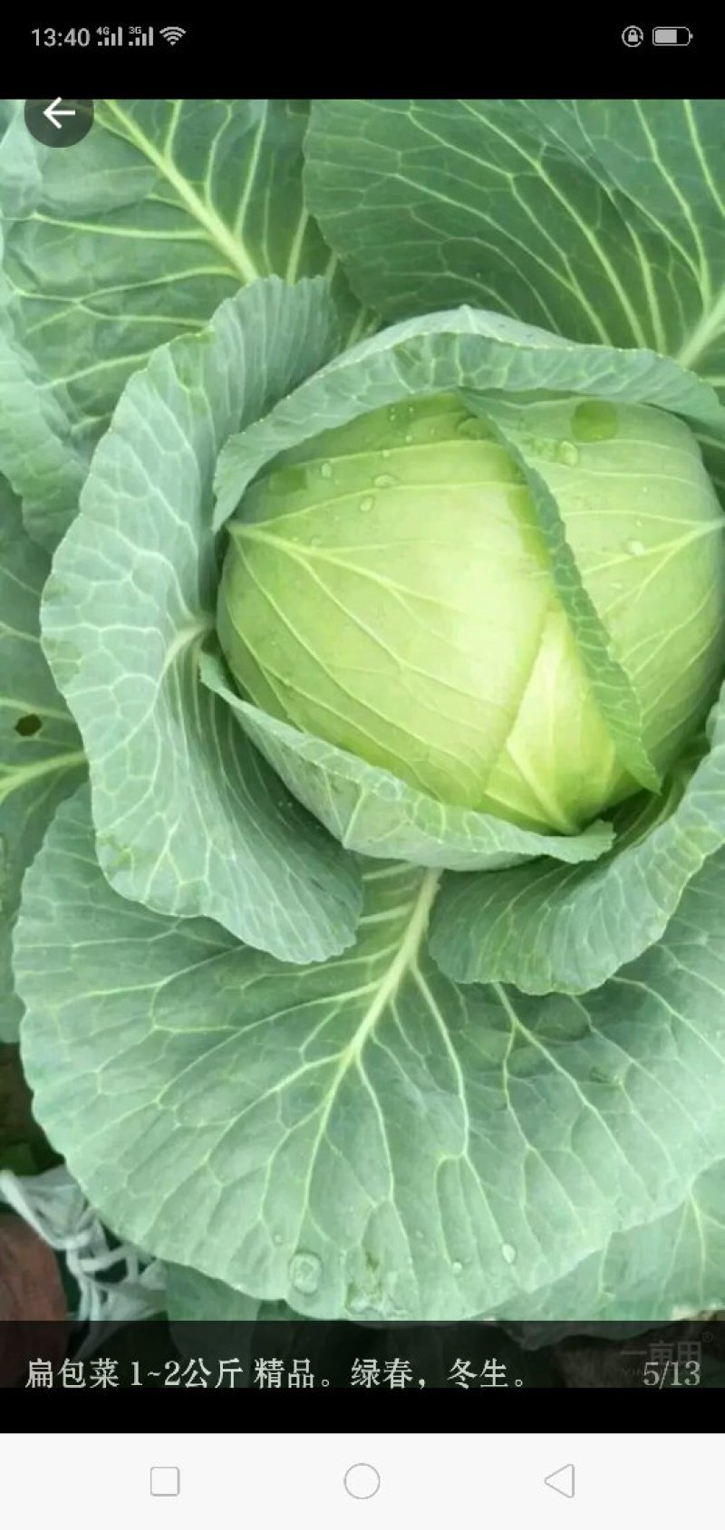 扁包菜