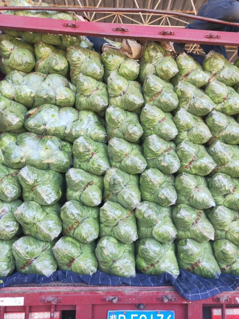 新货上市圆包菜精品甘蓝0.5~1公斤产地直供