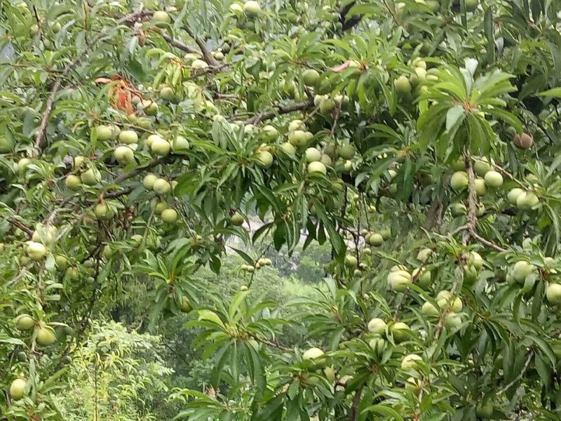 美奇特红玫瑰李子十斤装四川98外地188包邮