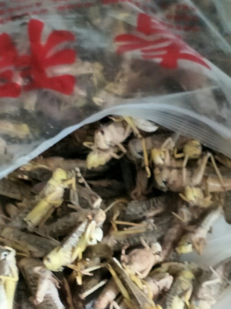 蝗虫(蚂蚱)
