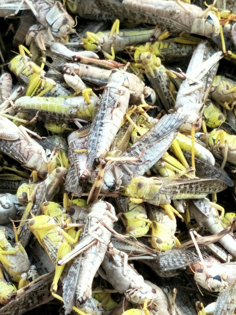 蝗虫(蚂蚱)