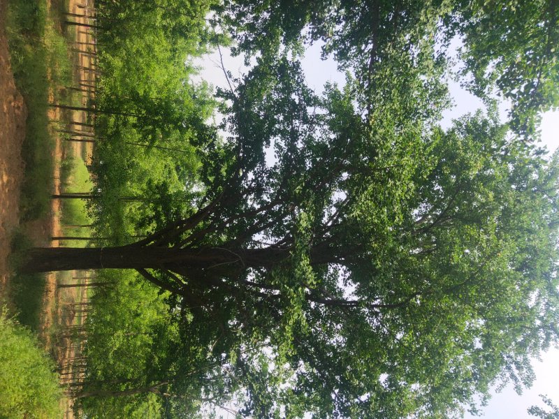 银杏树精品大规格，工程苗，占地苗，实生苗，嫁接苗，金叶银