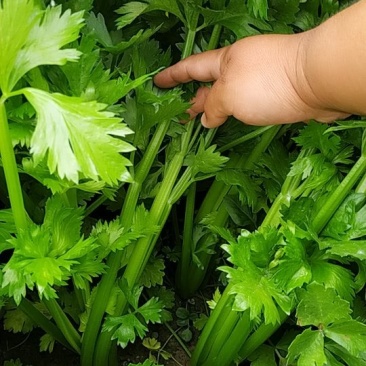 芹菜