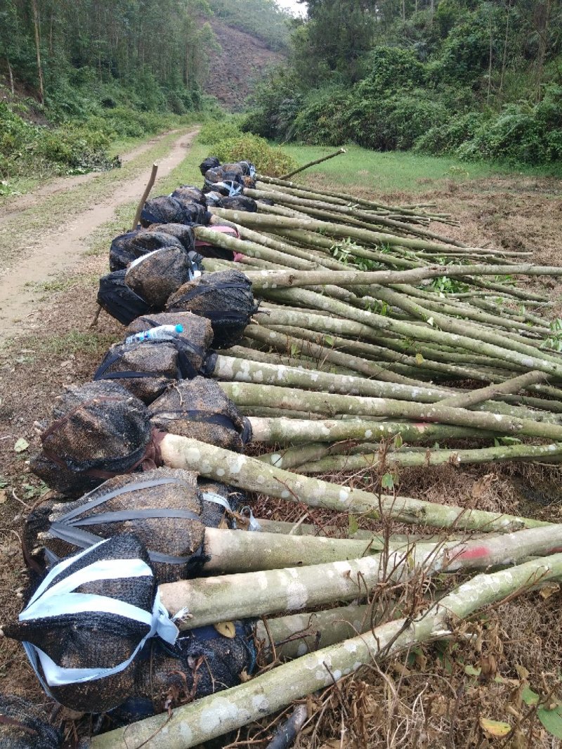 沉香木，现挖，袋木，移植木，出售