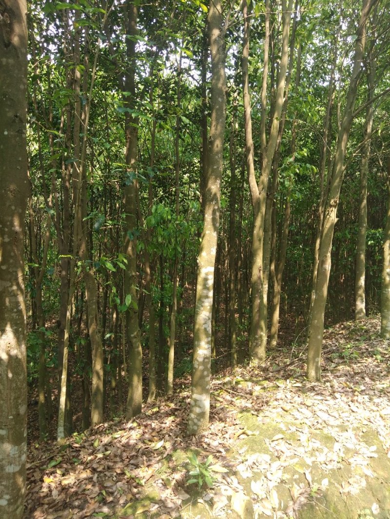 沉香木，现挖，袋木，移植木，出售