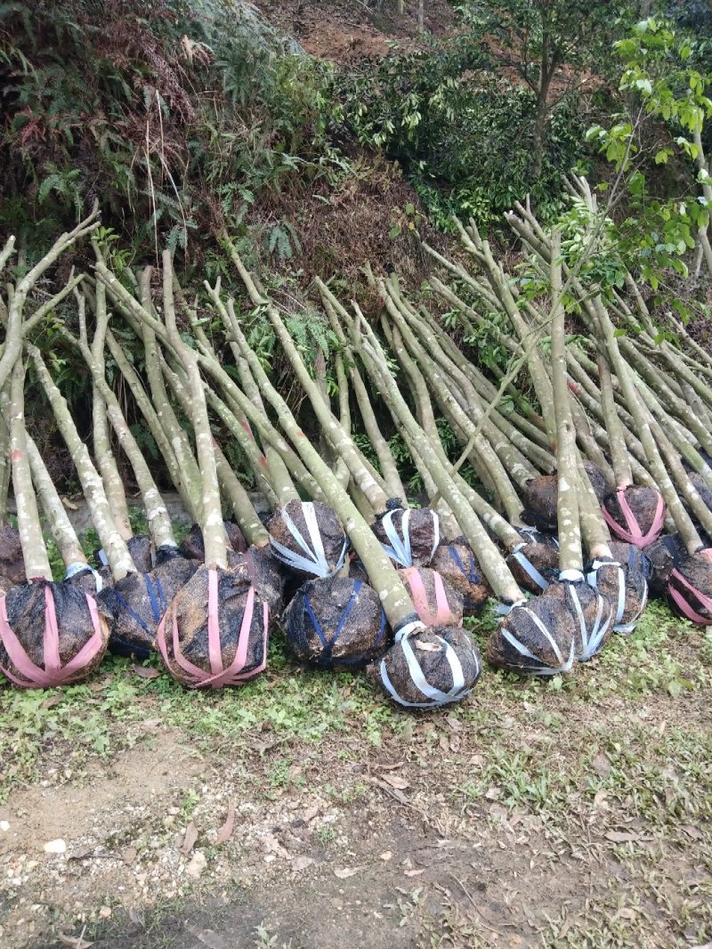 沉香木，现挖，袋木，移植木，出售