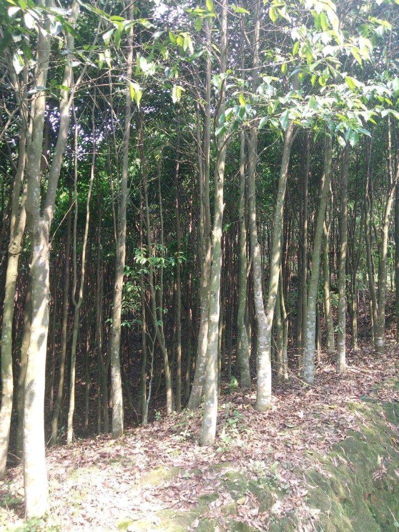 沉香木，现挖，袋木，移植木，出售
