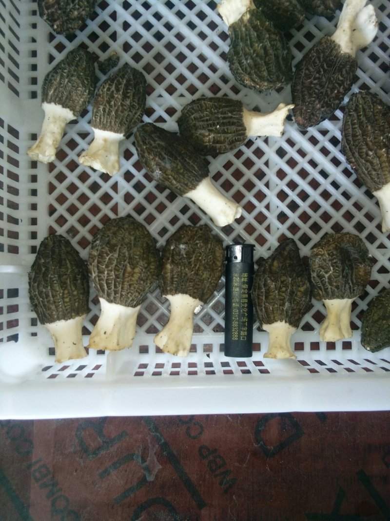 羊肚菌