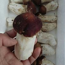 大球盖菇赤菇赤松茸