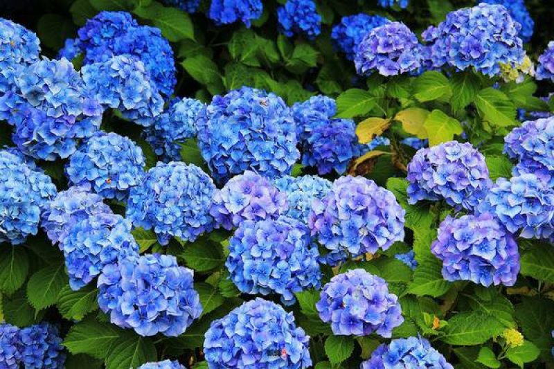 八仙花绣球苗重瓣无尽夏四季开花不断盆栽花观赏