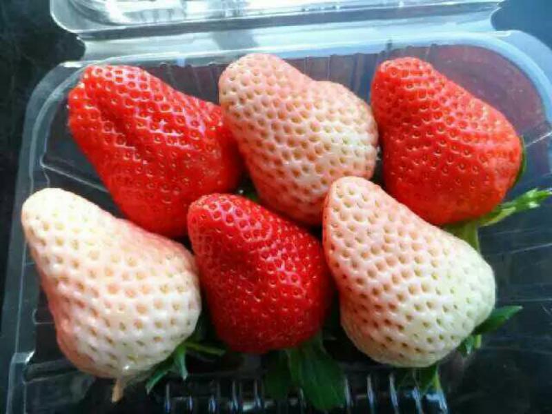 优质白雪公主草莓苗自产自销货真价实基地直供