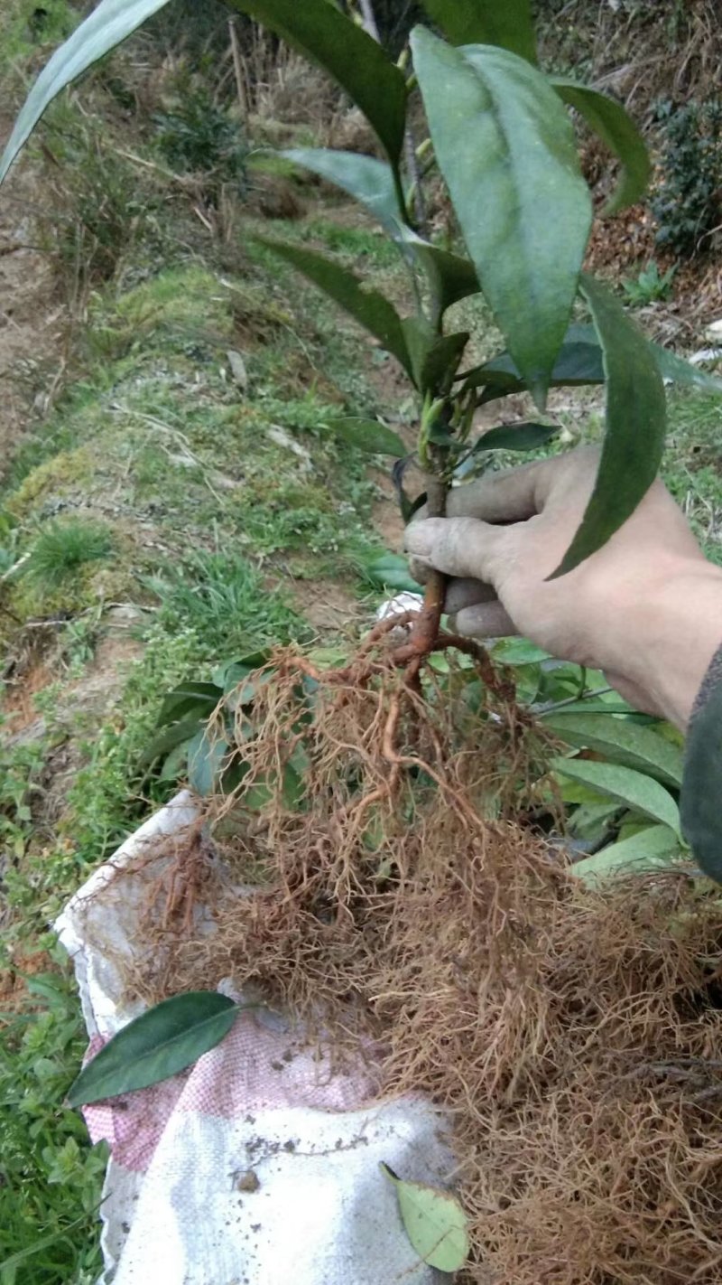 黑老虎是一种中草药材。原先长在深山老林。这两年才上市。是