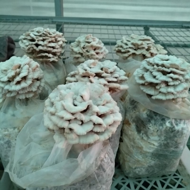 白参菇开始出菇了，有要货速度。每年就有两个产货季节，