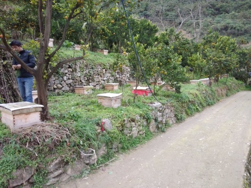 中华蜜蜂