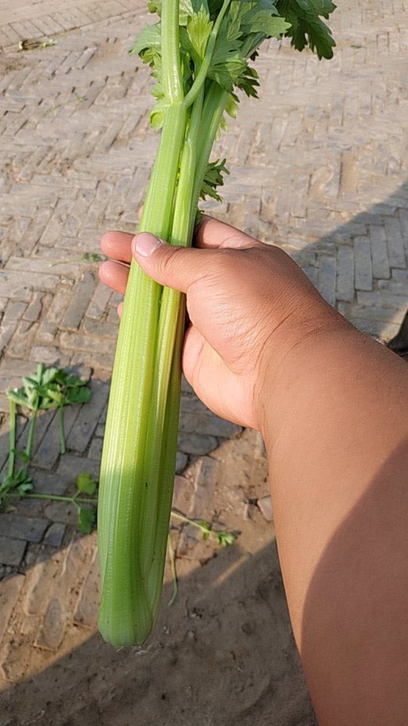 芹菜
