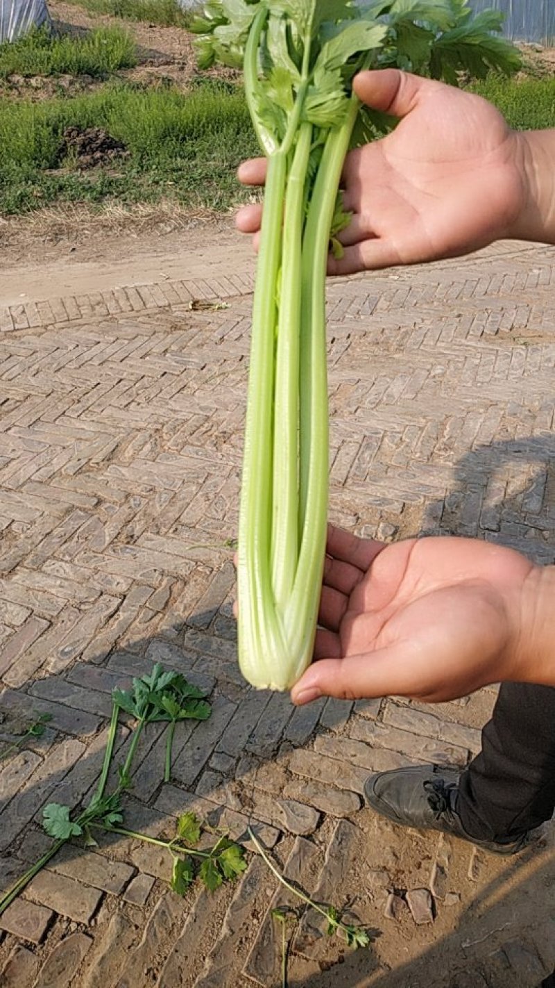 芹菜