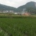 百度岳西茭白双季茭白结茭老根纯度高茭白肉有光泽