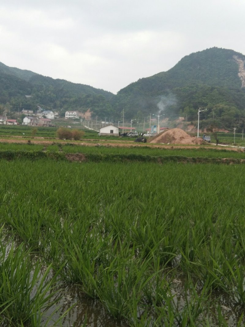 百度岳西茭白双季茭白结茭老根纯度高茭白肉有光泽