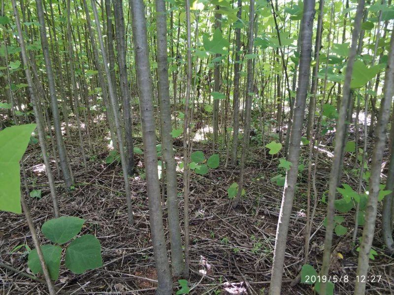 马褂木小苗，3公分马褂木，4公分马褂木，5公分公分马褂木