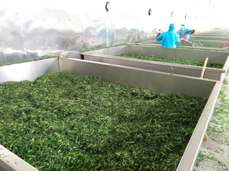 脱水荠菜碎，2020年新货散装荠菜馅饺子包子馄饨