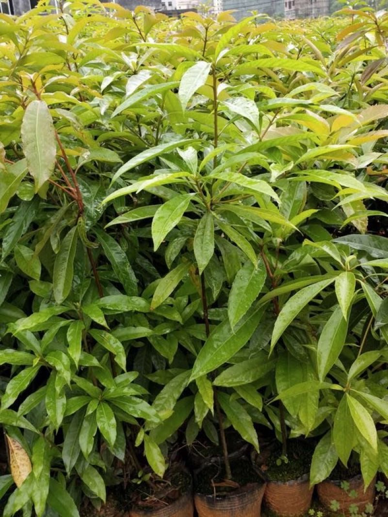 木荷杯苗，木荷小苗，3-12公分木荷，木荷5公分，木荷8