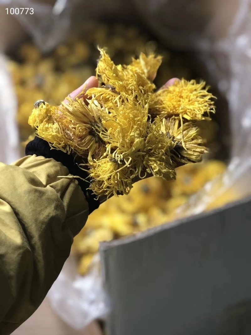 金丝黄菊