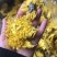 金丝黄菊