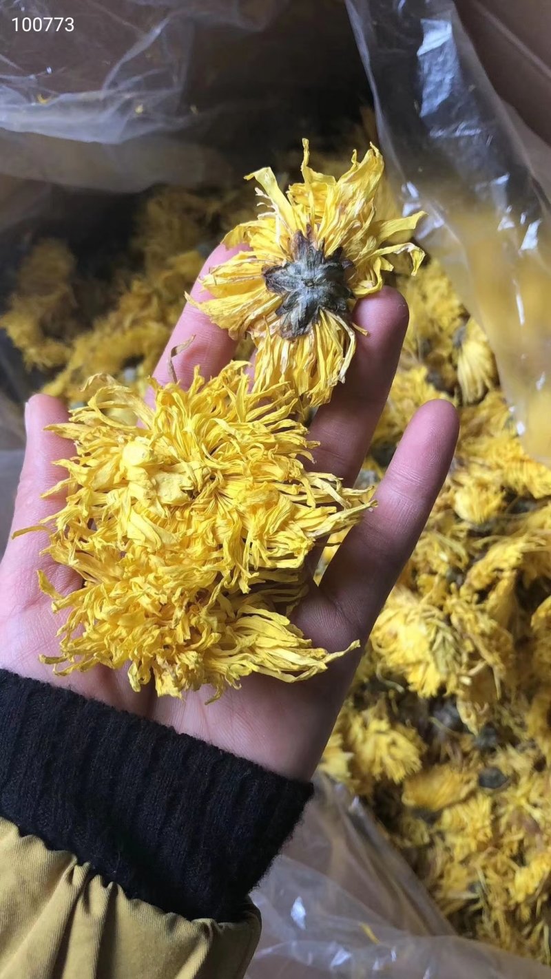 金丝黄菊