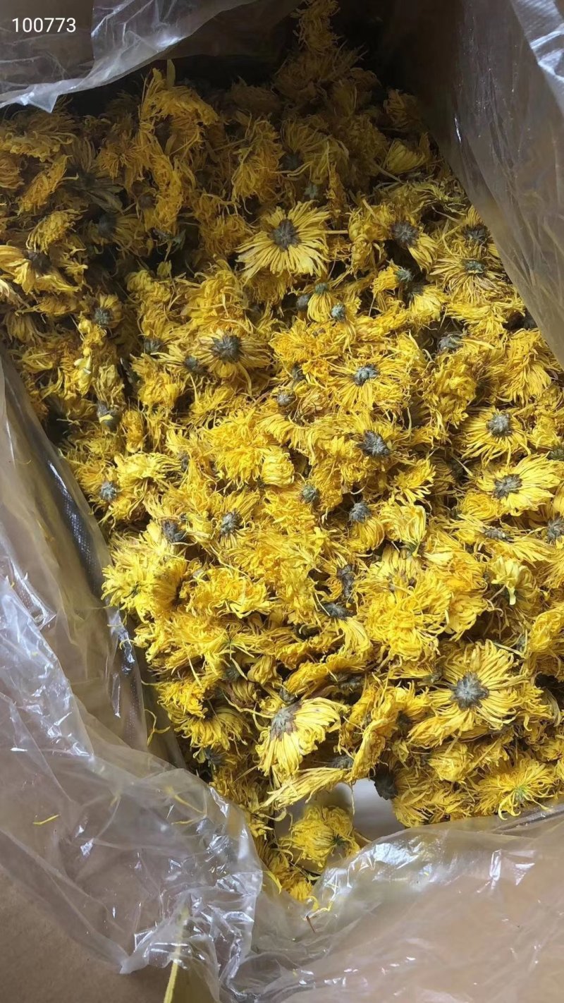 金丝黄菊