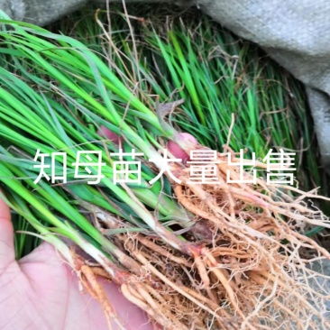 知母苗