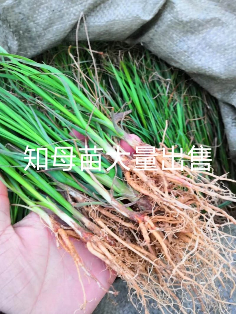 知母苗