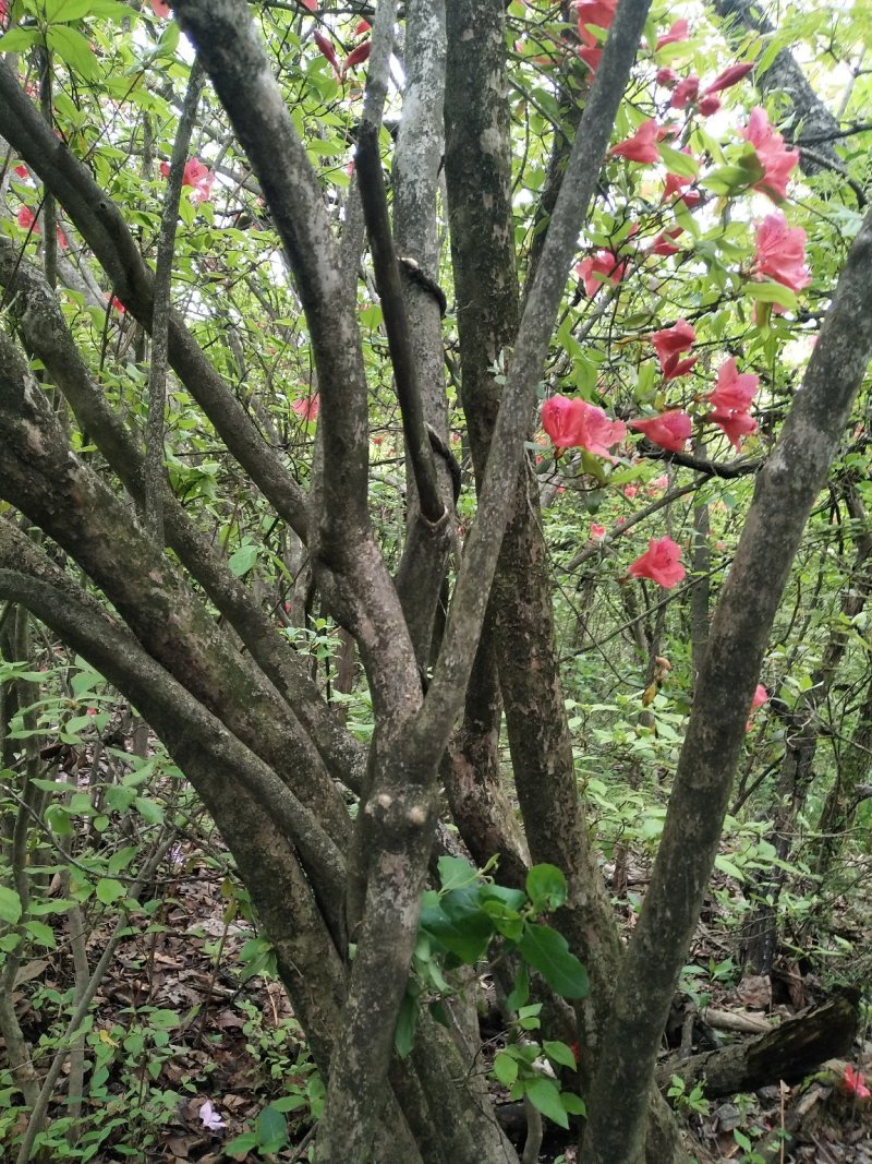 杜鹃映山红【国旗红映山红】老桩熟货大土球