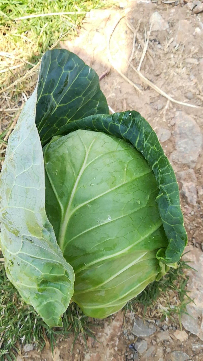 铁头甘蓝15o吨