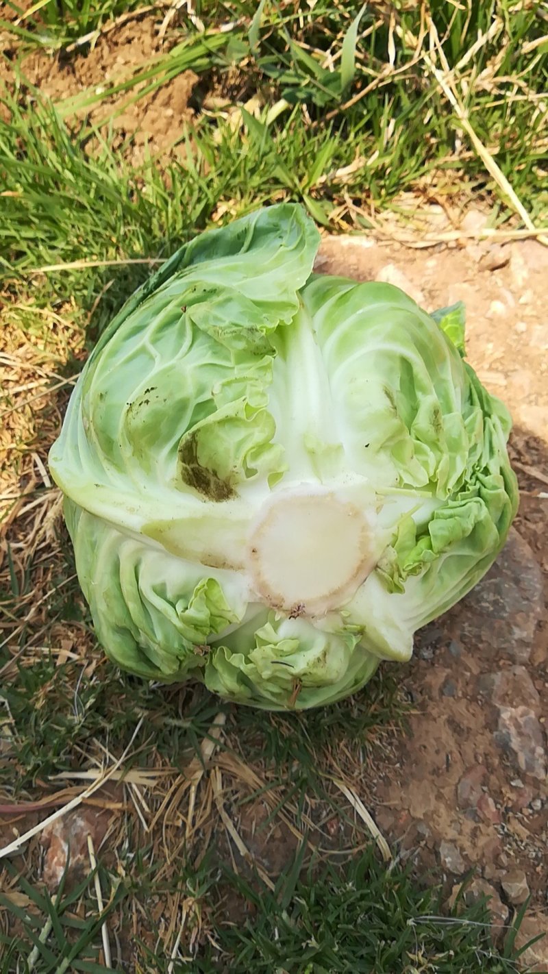 铁头甘蓝15o吨
