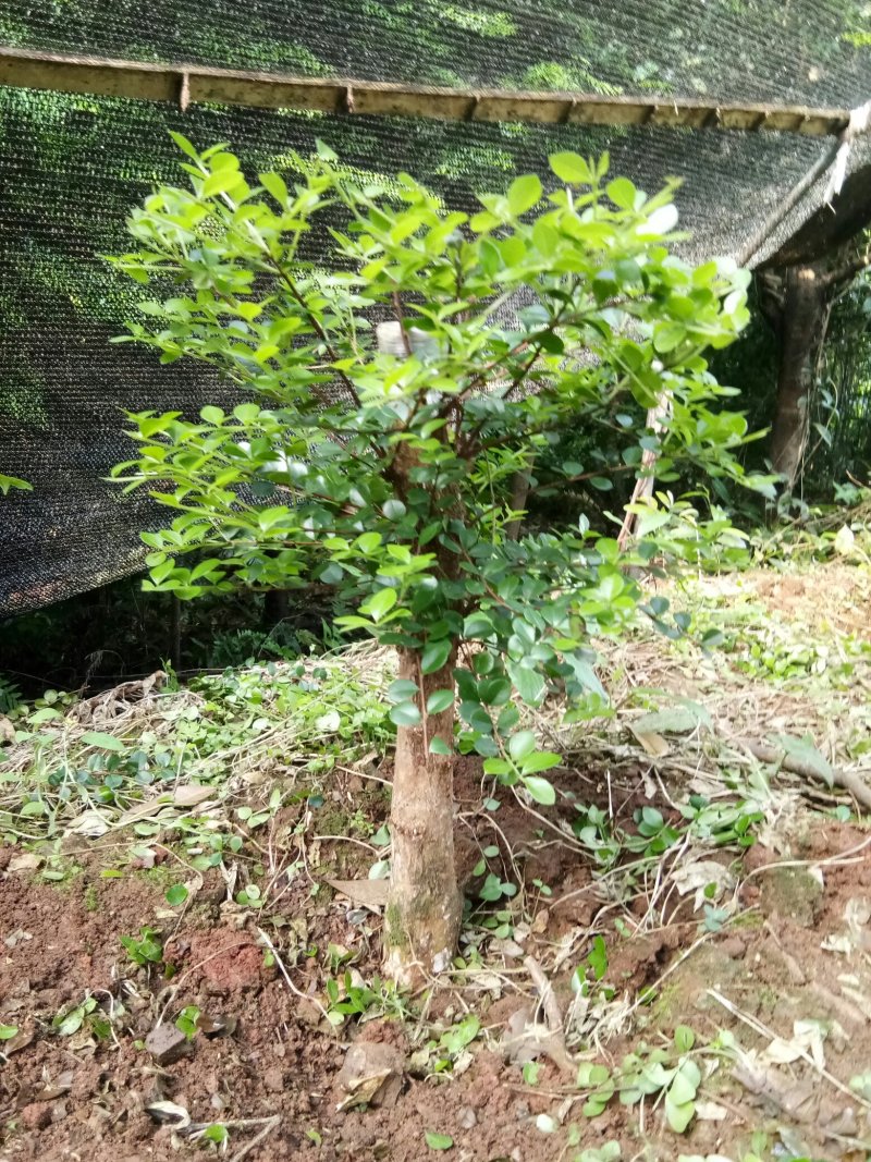 野生赤楠树，熟桩。生桩都有