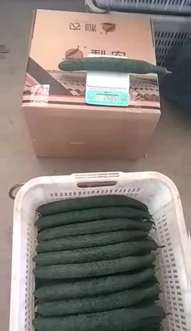 油亮顺直深绿抗病口感脆甜的黄瓜种子津优101