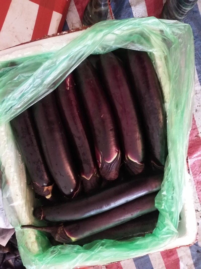 茄子，精品黑茄子，红茄子，品质好货原稳定，欢迎采购