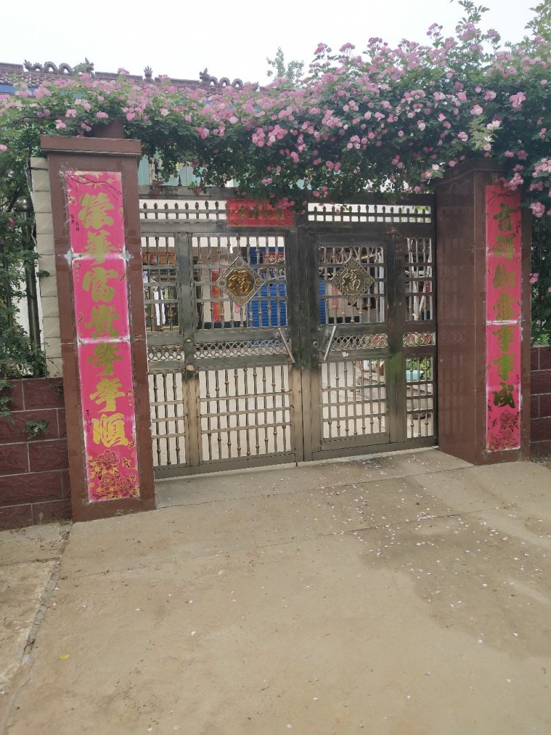 墙薇爬墙梅农户直销零售批发-庭院做花墙花架用或园林绿化